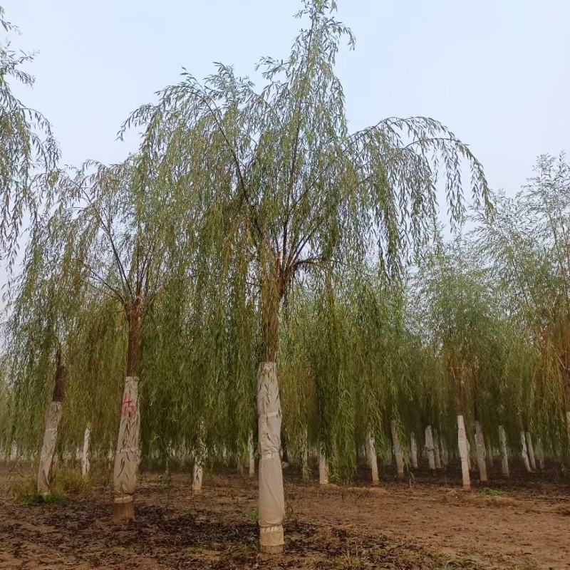 垂柳各种规格