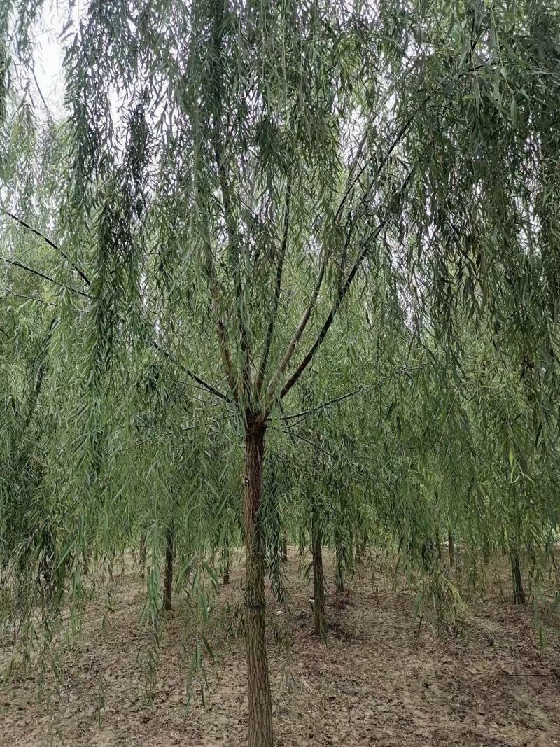 垂柳各种规格