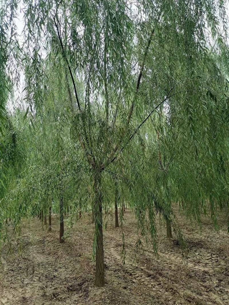 垂柳各种规格