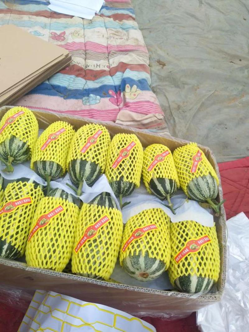 河北石家庄新乐，万亩沙地大棚甜瓜，博洋系列，博洋九，六一