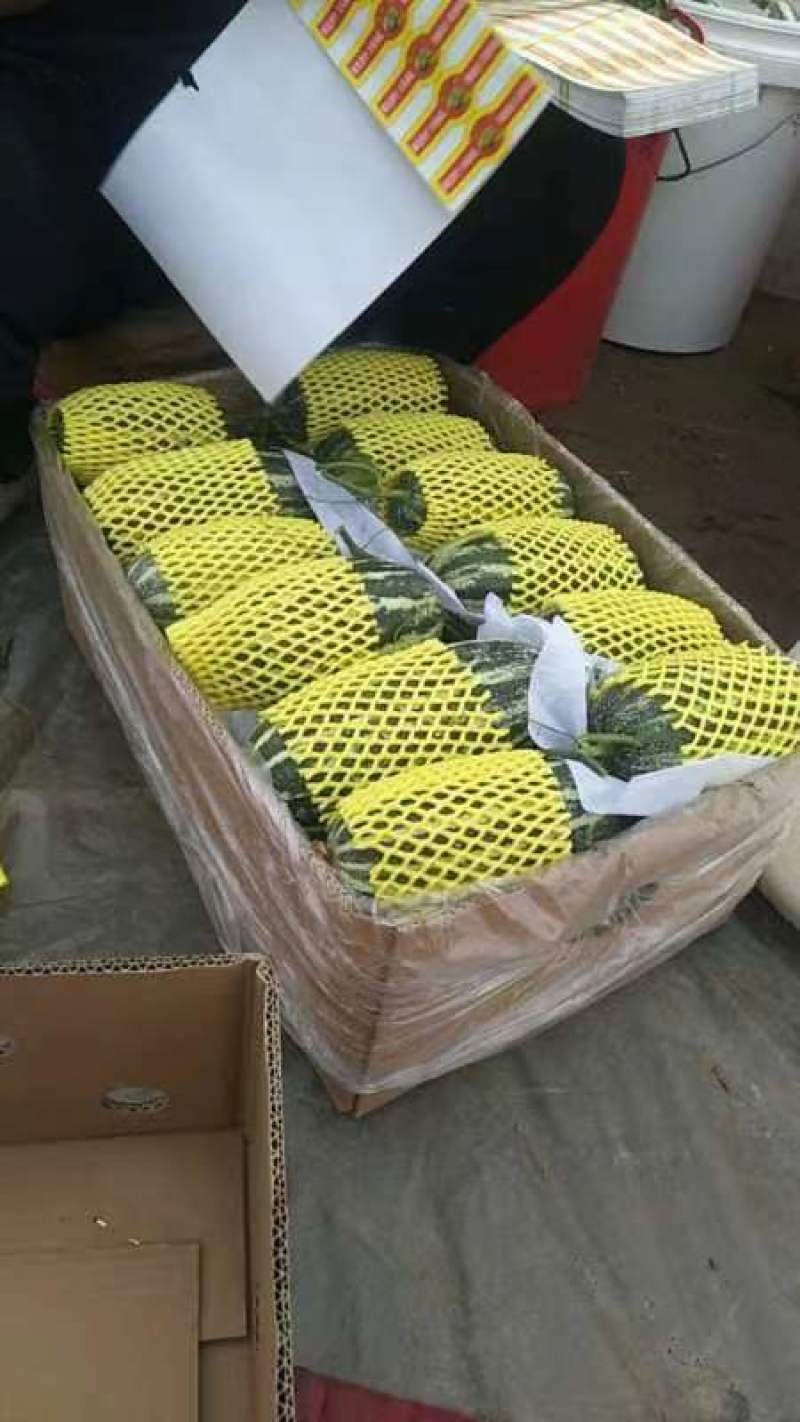河北石家庄新乐，万亩沙地大棚甜瓜，博洋系列，博洋九，六一