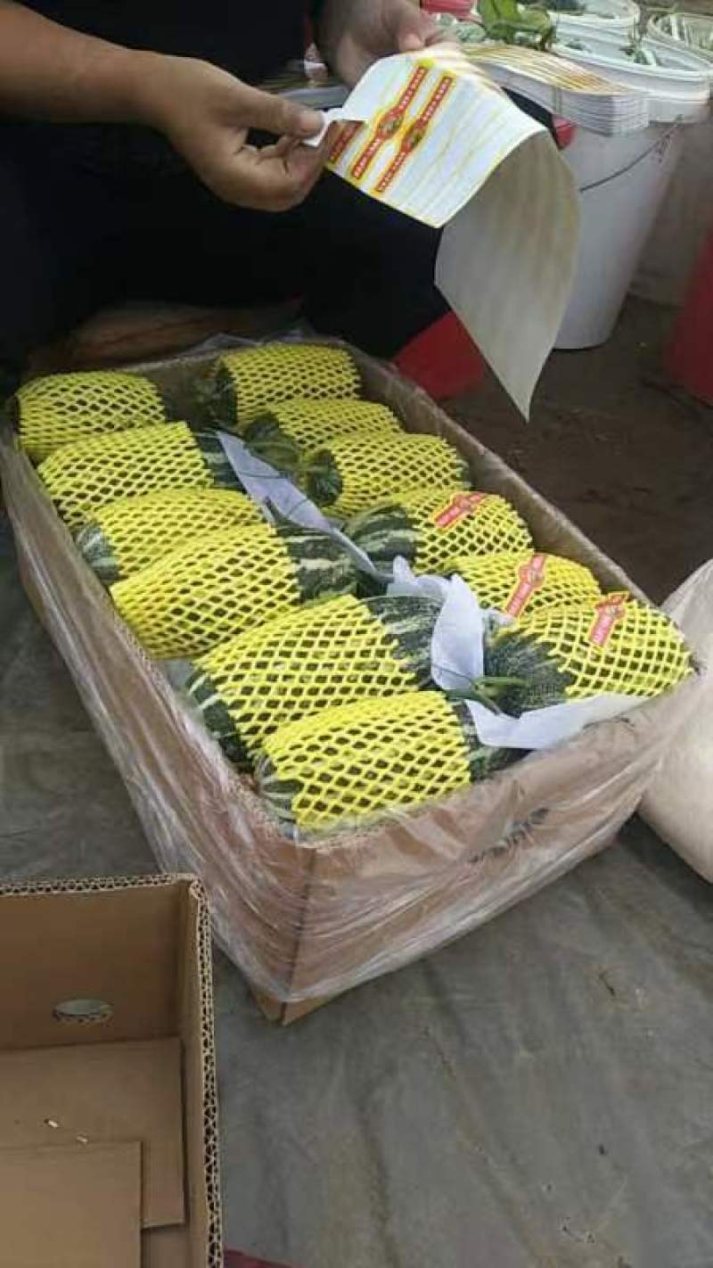 河北石家庄新乐，万亩沙地大棚甜瓜，博洋系列，博洋九，六一