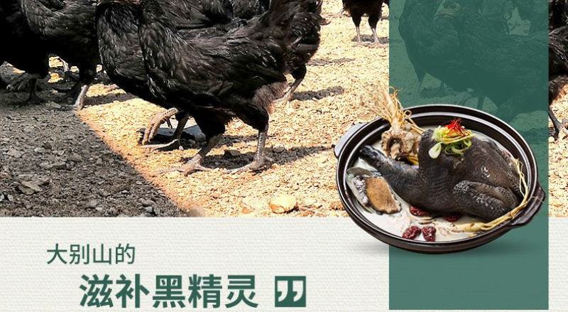 乌鸡鲜鸡现杀正宗散养乌骨鸡土鸡月子鸡老母鸡白凤鸡鸡肉整只