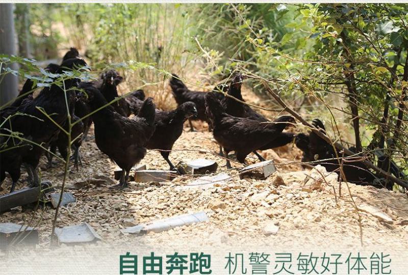 乌鸡鲜鸡现杀正宗散养乌骨鸡土鸡月子鸡老母鸡白凤鸡鸡肉整只