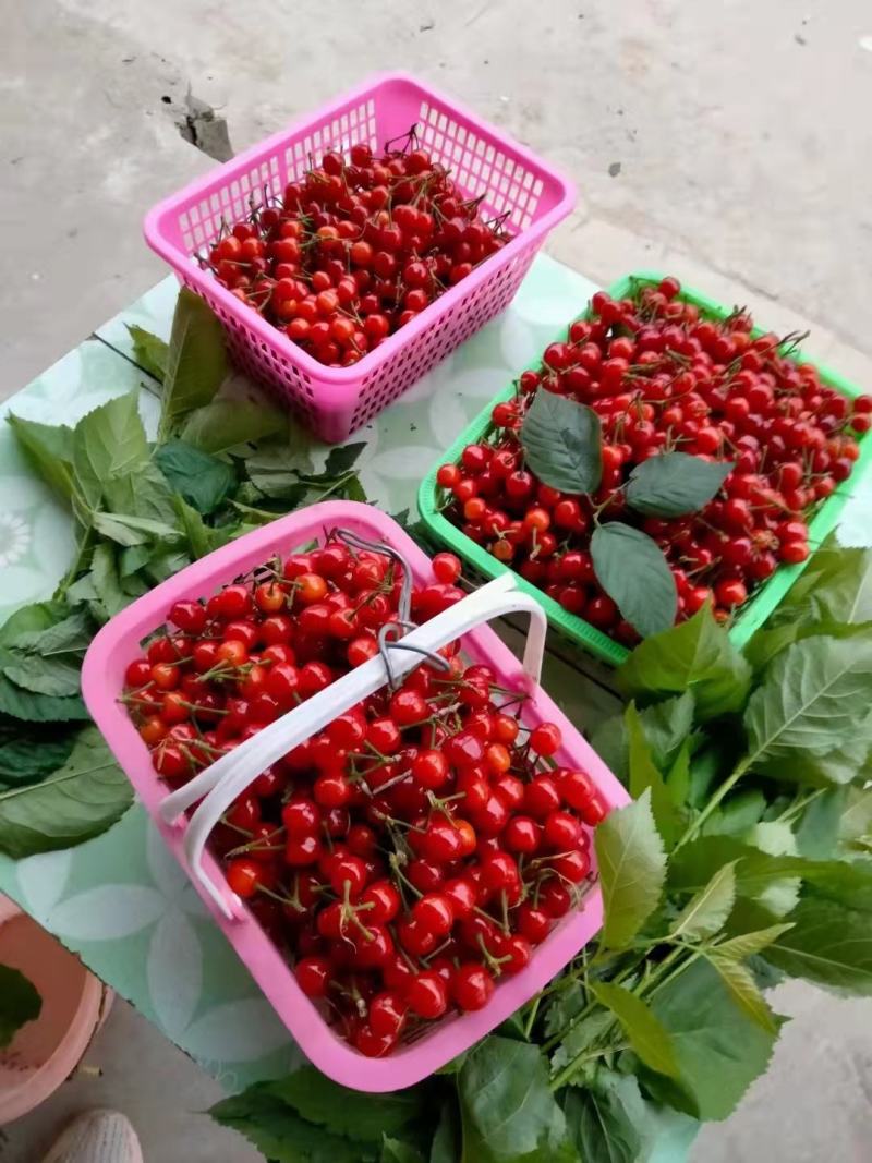 樱桃5~10mg大片樱桃园产地货源精品