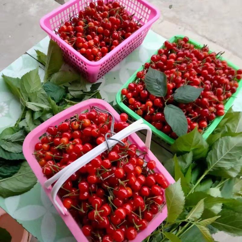 樱桃5~10mg大片樱桃园产地货源精品