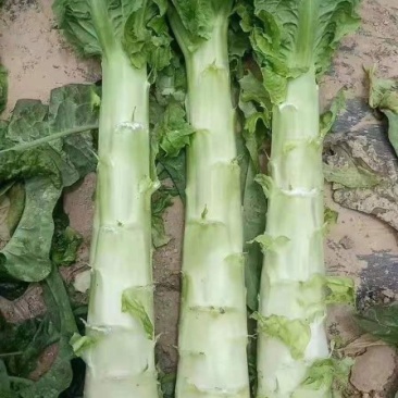 甘肃兰州高原夏菜即将上市