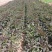甘肃兰州高原夏菜即将上市