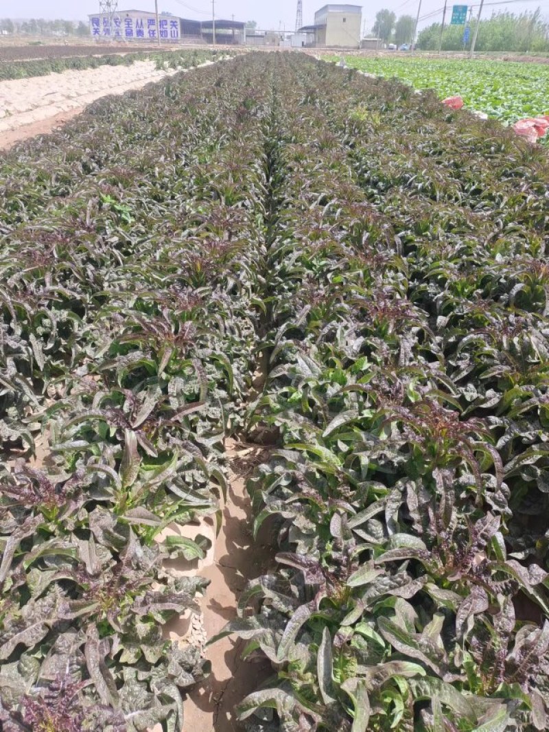 甘肃兰州高原夏菜即将上市