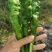 甘肃兰州高原夏菜即将上市