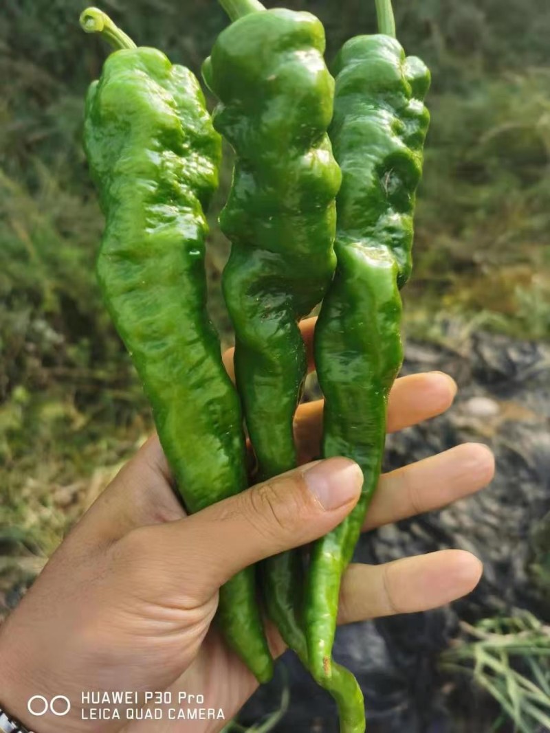 甘肃兰州高原夏菜即将上市