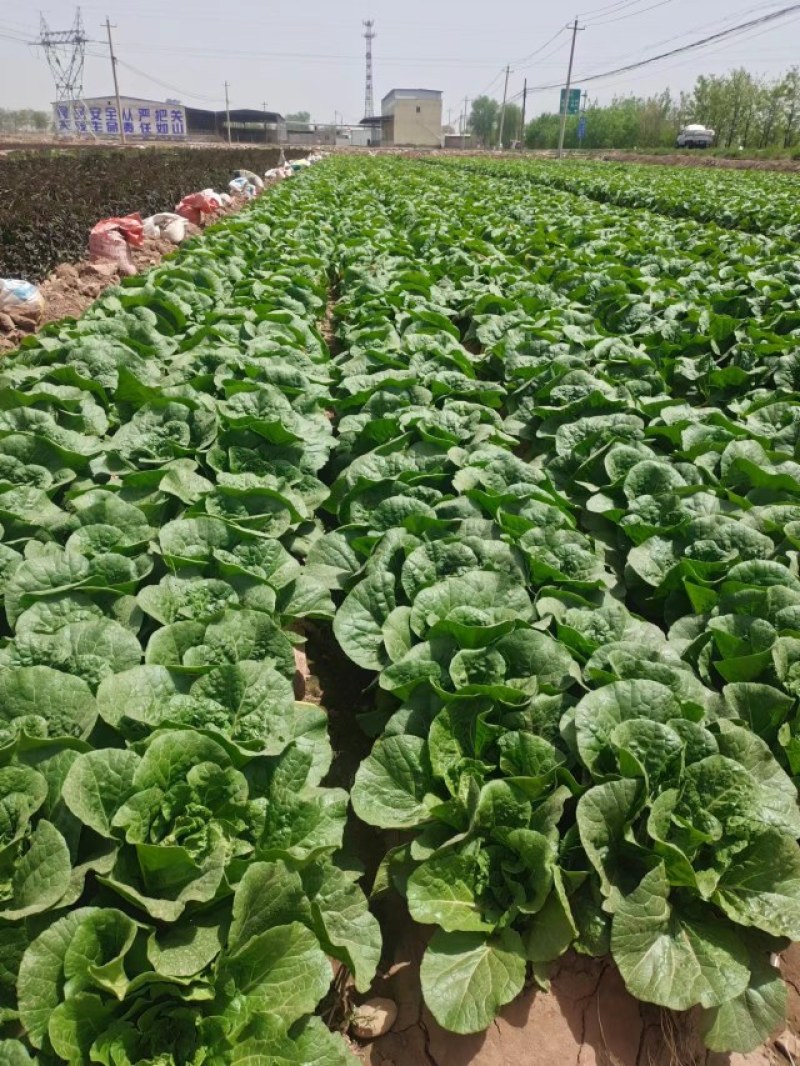 甘肃兰州高原夏菜即将上市