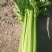 甘肃兰州高原夏菜即将上市
