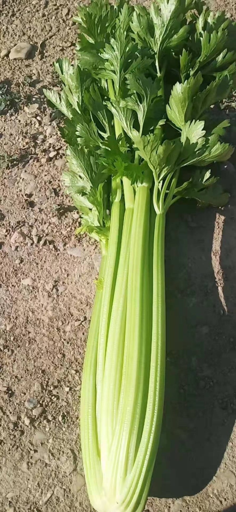 甘肃兰州高原夏菜即将上市