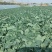 甘肃兰州高原夏菜即将上市