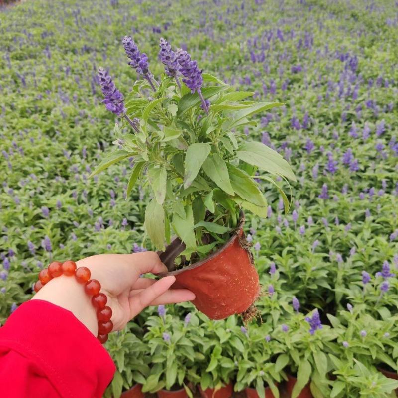 优质蓝花鼠尾草100万供应农户直发，工程供应