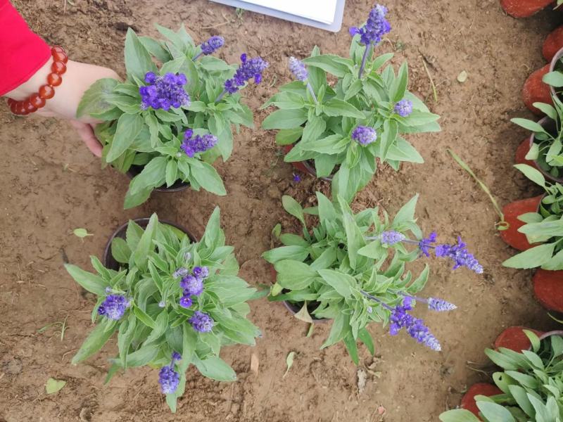 优质蓝花鼠尾草100万供应农户直发，工程供应