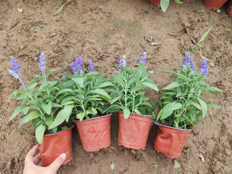 优质蓝花鼠尾草100万供应农户直发，工程供应