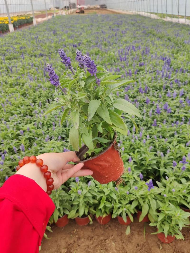 优质蓝花鼠尾草100万供应农户直发，工程供应