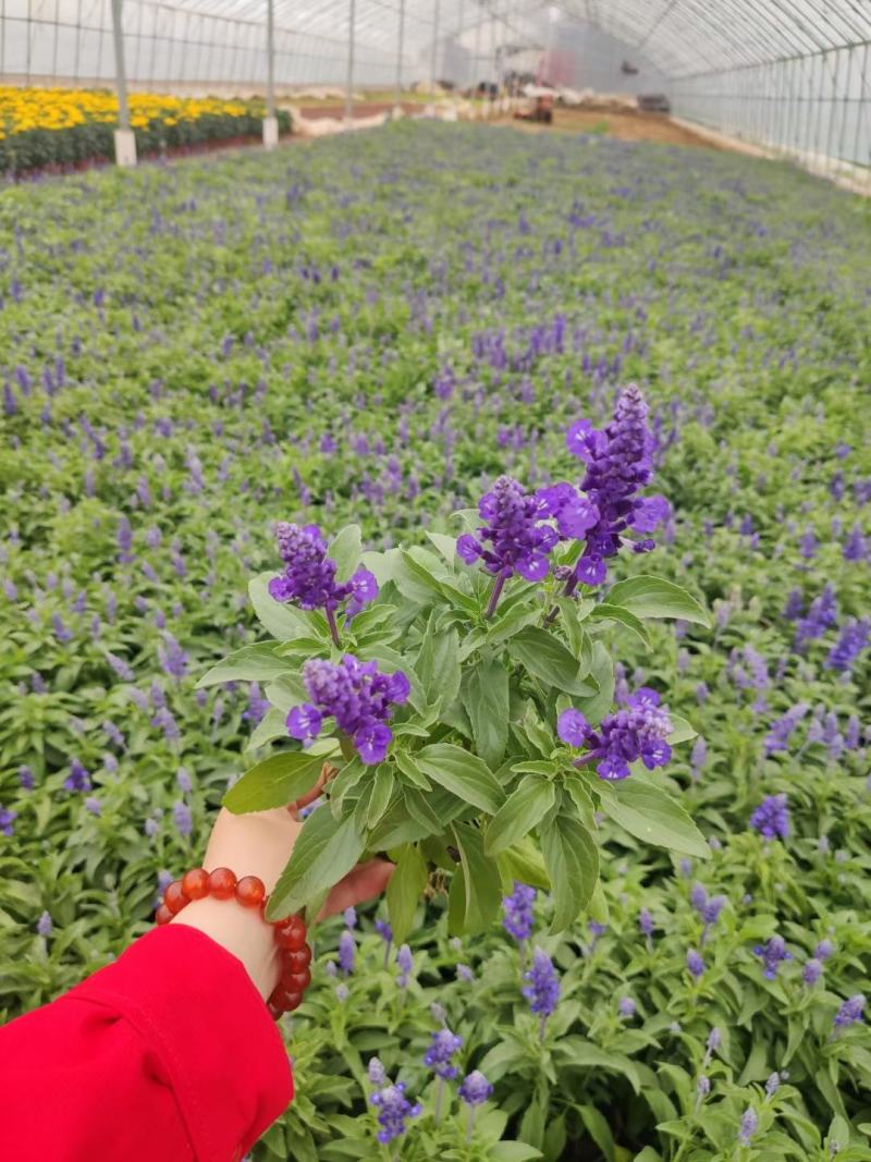 优质蓝花鼠尾草100万供应农户直发，工程供应