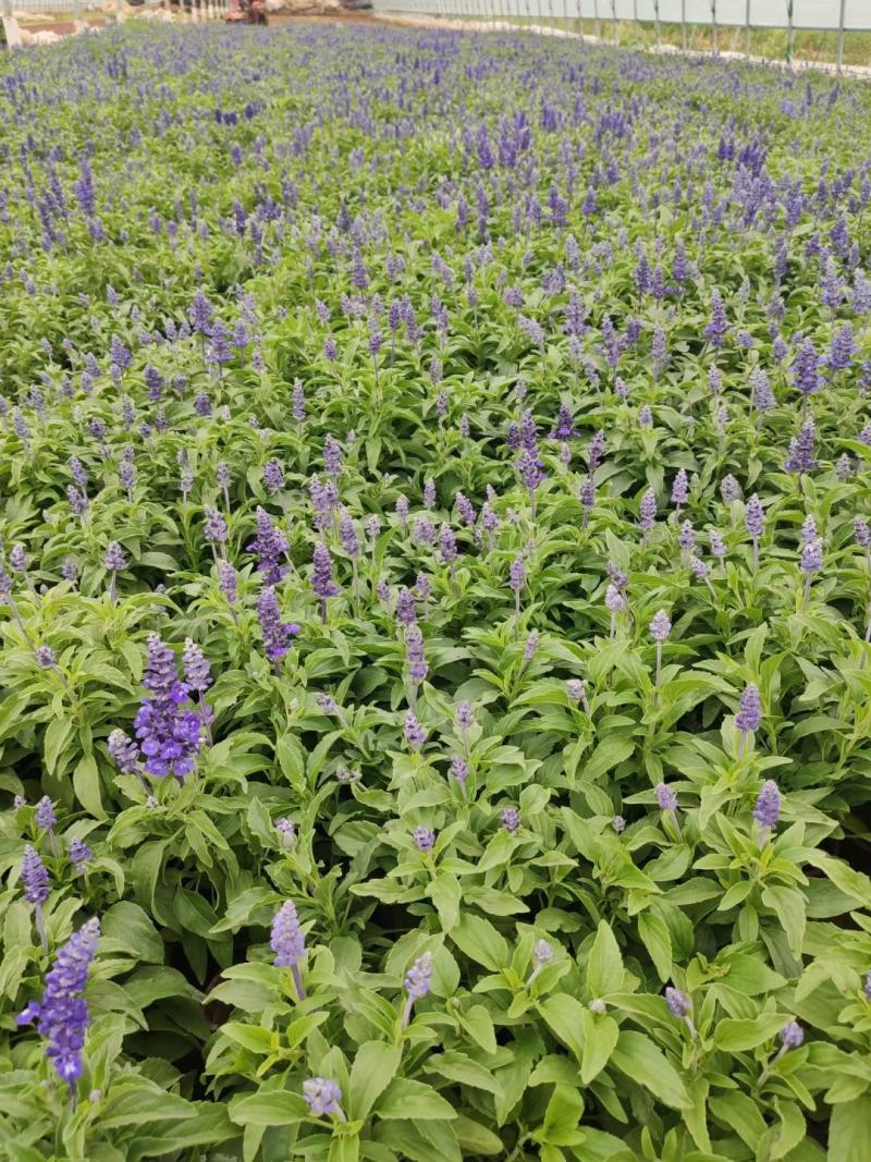 优质蓝花鼠尾草100万供应农户直发，工程供应