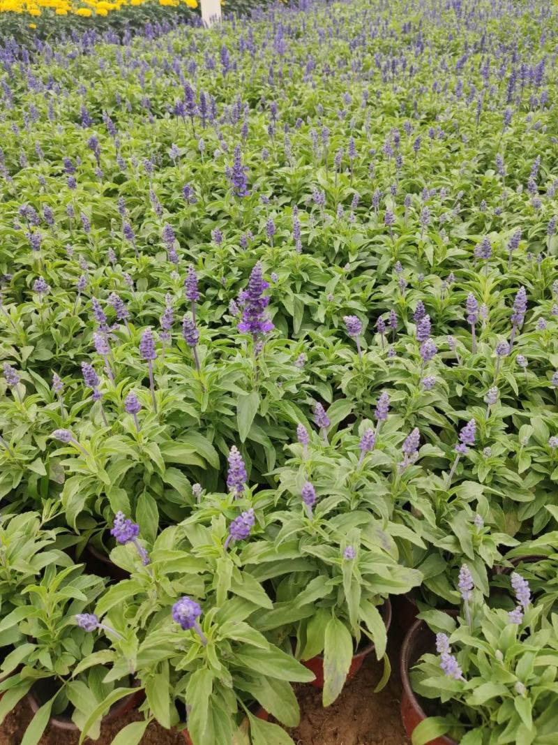 优质蓝花鼠尾草100万供应农户直发，工程供应