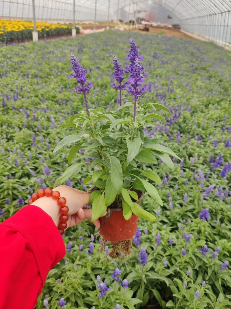 优质蓝花鼠尾草100万供应农户直发，工程供应