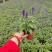 优质蓝花鼠尾草100万供应农户直发，工程供应