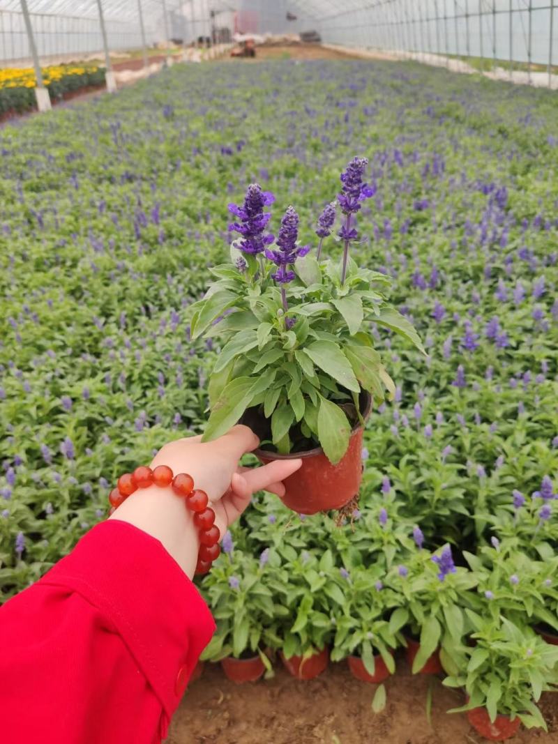 优质蓝花鼠尾草100万供应农户直发，工程供应