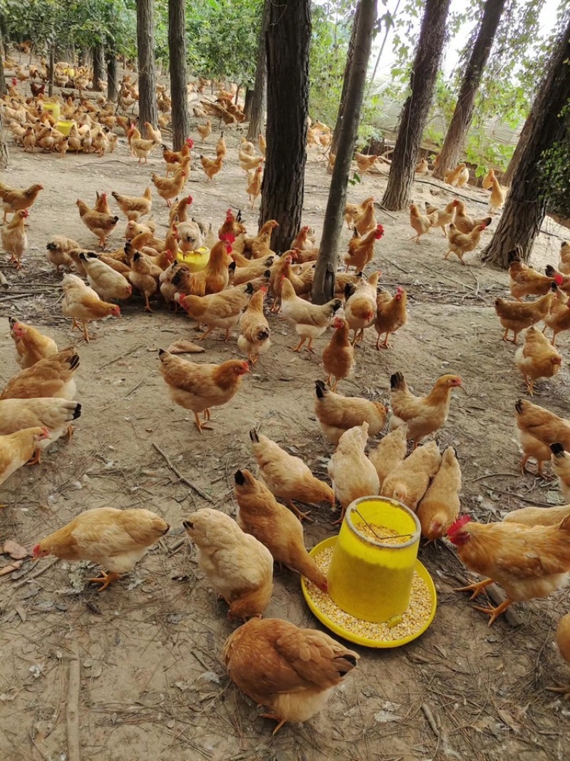 正宗散养土鸡蛋，货源稳定，全国发货，本地送货上门