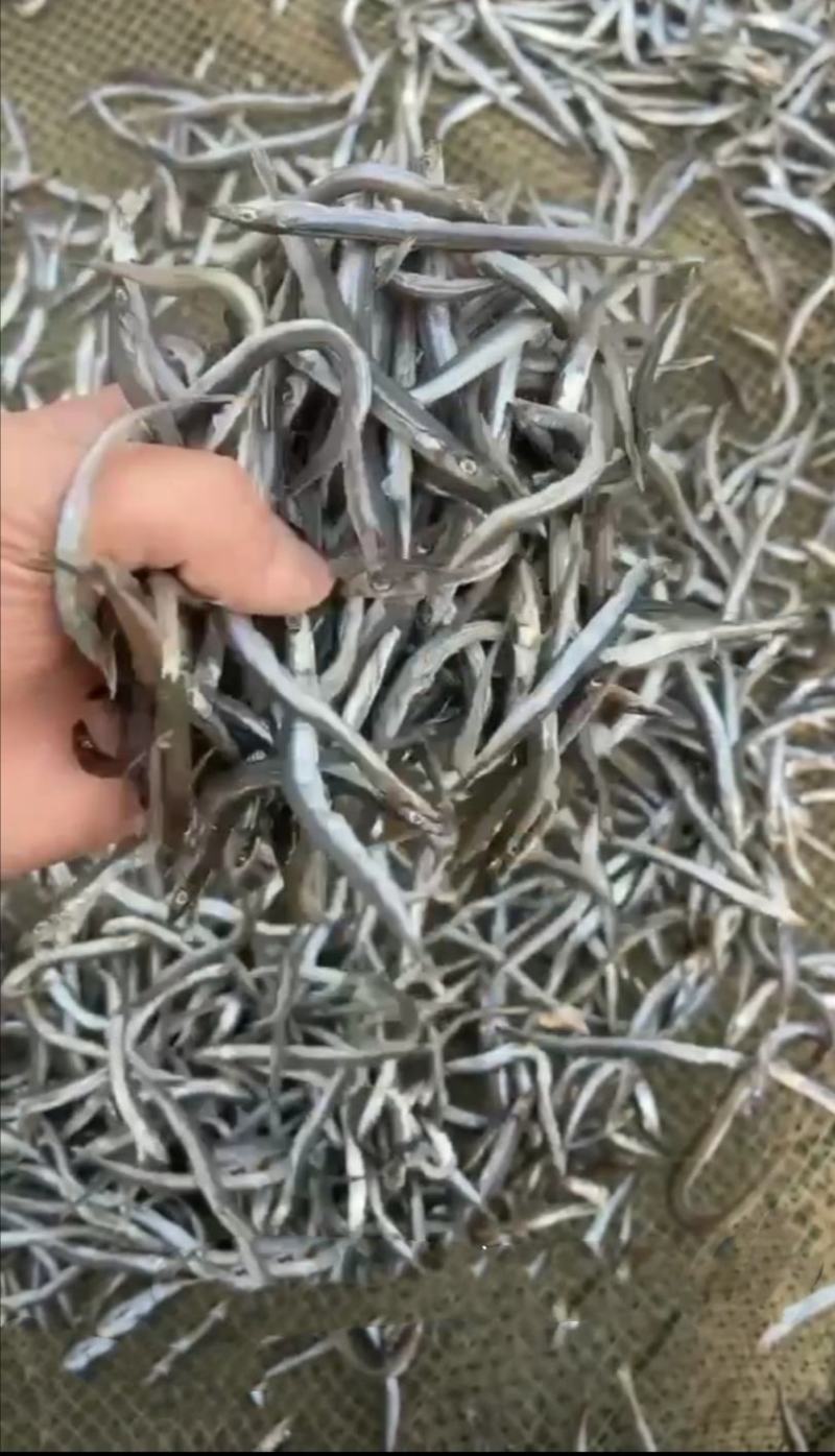 小青鱼干，渔民加工晾晒，批发经营，大量现货，欢迎新老客户