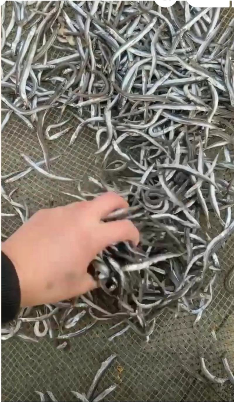 小青鱼干，渔民加工晾晒，批发经营，大量现货，欢迎新老客户