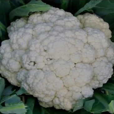 精品有机花菜菜花松花菜产地直销品种保证开封基地