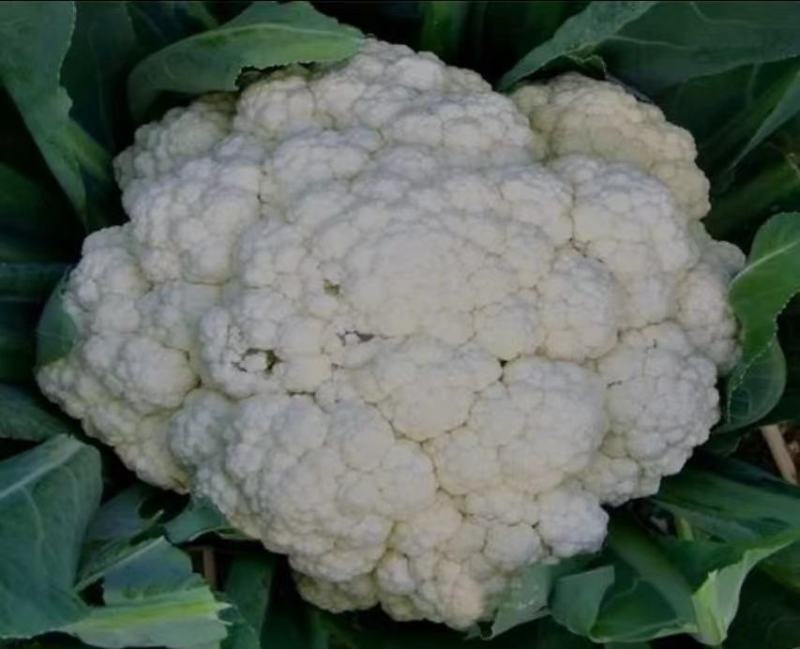 精品有机花菜菜花松花菜产地直销品种保证开封基地
