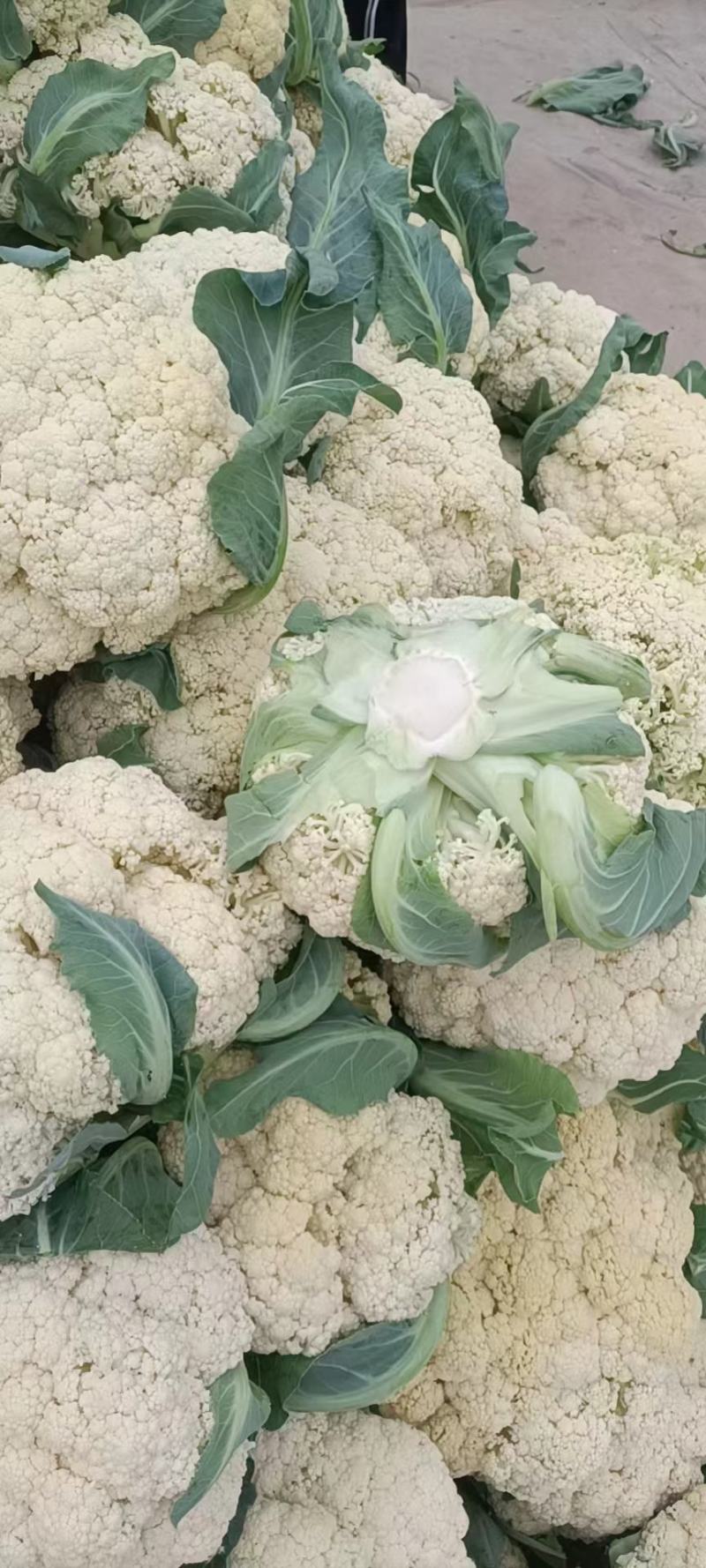精品有机花菜菜花松花菜产地直销品种保证开封基地
