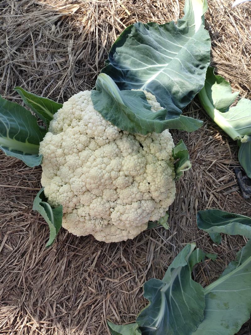 精品有机花菜菜花松花菜产地直销品种保证开封基地