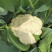 精品有机花菜菜花松花菜产地直销品种保证开封基地