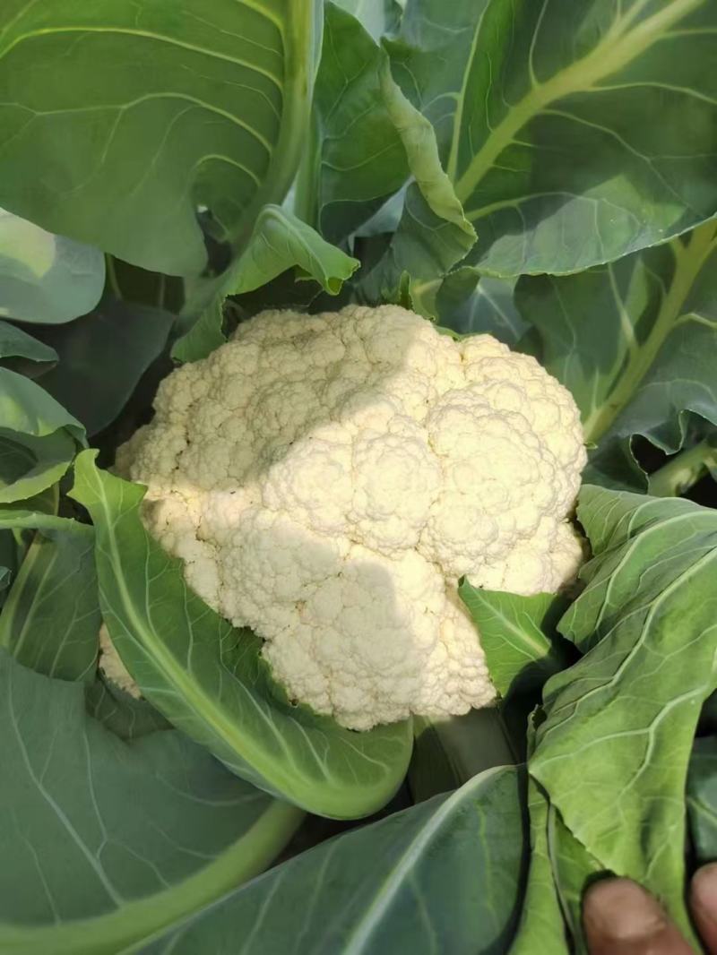 精品有机花菜菜花松花菜产地直销品种保证开封基地