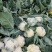 精品有机花菜菜花松花菜产地直销品种保证开封基地