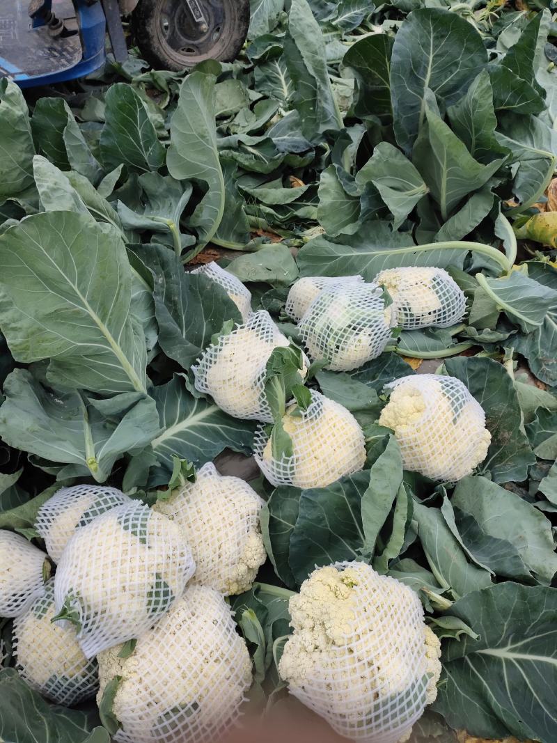 精品有机花菜菜花松花菜产地直销品种保证开封基地