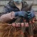 河北省唐山市遵化高钙果小苗适合南北方种植酸甜可口
