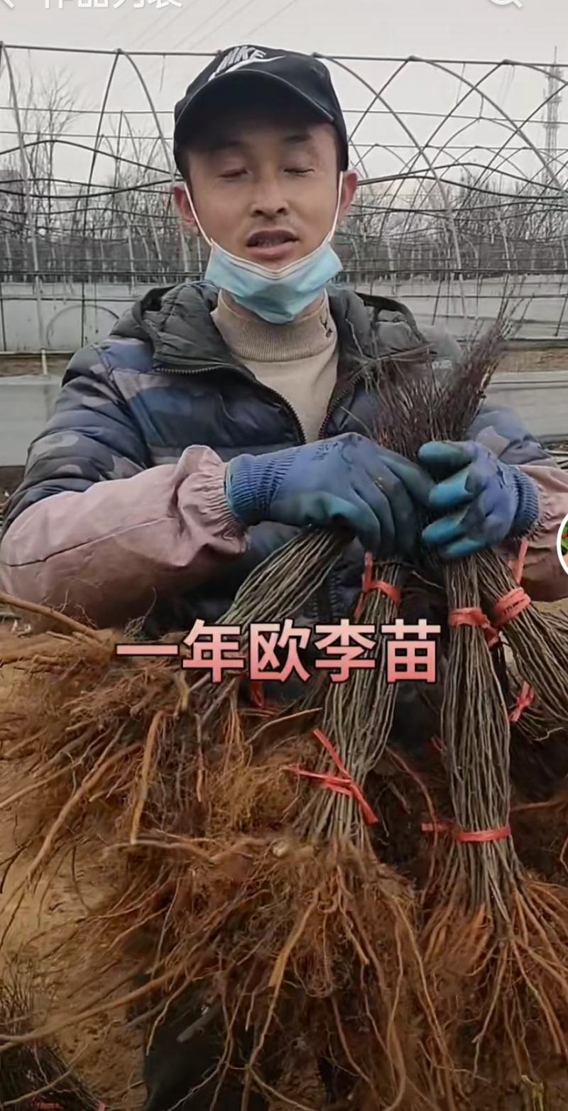 河北省唐山市遵化高钙果小苗适合南北方种植酸甜可口