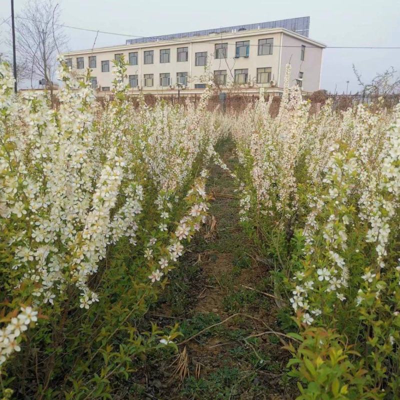 河北省唐山市遵化高钙果小苗适合南北方种植酸甜可口