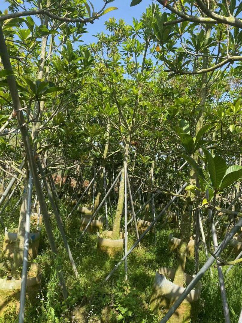 尖叶杜英，各种规格齐全广东产地直发欢迎联系