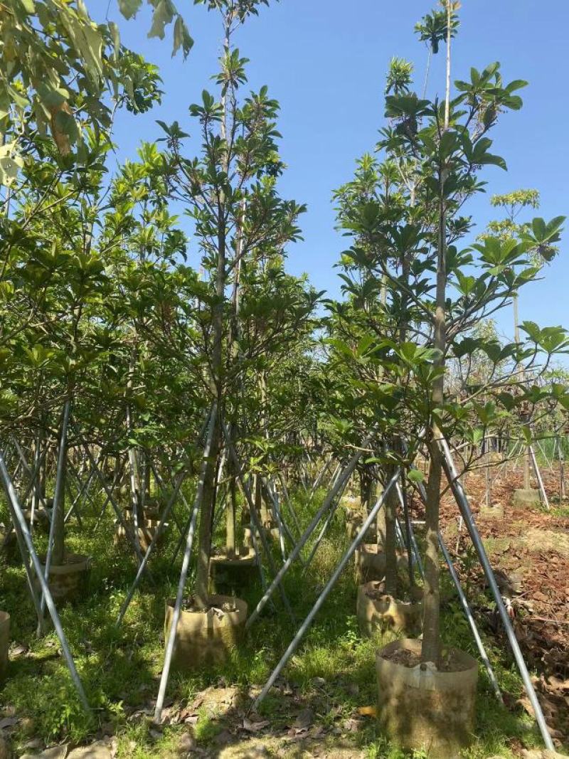 尖叶杜英，各种规格齐全广东产地直发欢迎联系