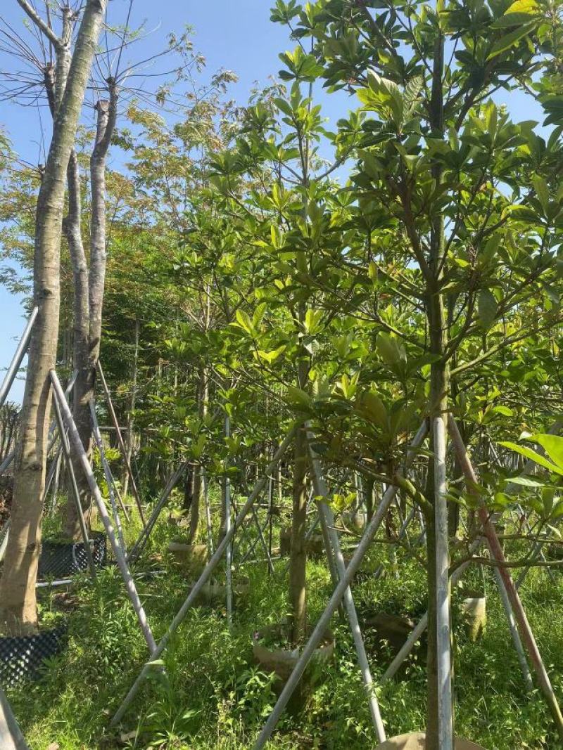 尖叶杜英，各种规格齐全广东产地直发欢迎联系