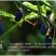 青刺果油云南丽江特产宁蒗青娜鲁果油冷压榨食用油支持一件代