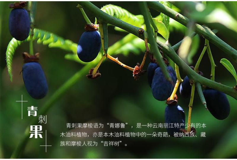 青刺果油云南丽江特产宁蒗青娜鲁果油冷压榨食用油支持一件代
