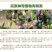 青刺果油云南丽江特产宁蒗青娜鲁果油冷压榨食用油支持一件代