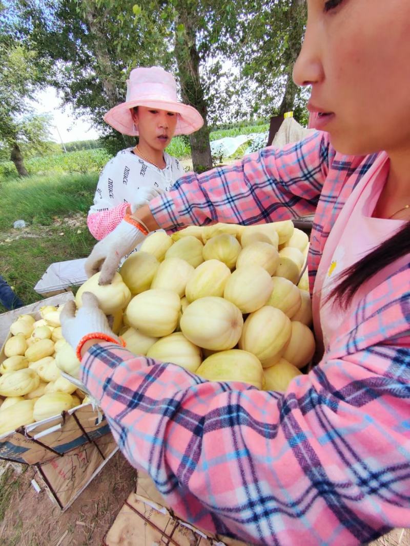 香瓜洮南香瓜价格今日价格产地一手货原视频看货